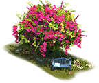 Flowering Bougainvillea Tree.png